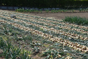 Canvas Print - Cultivation and harvesting of onions