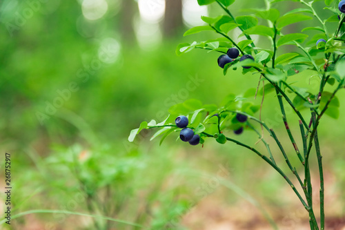 Shrubs with blueberry fruits in the forest