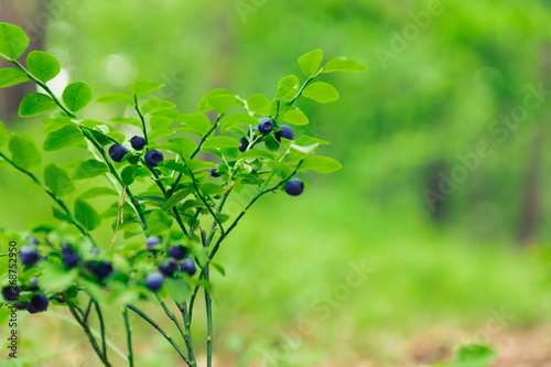 Shrubs with blueberry fruits in the forest