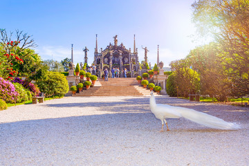 Wall Mural - Beautiful Isola Bella island with flower garden, white peacocks and baroque statues, Lake Maggiore, Stresa, Italy.