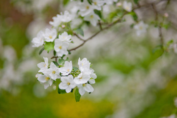 white flowers of a tree