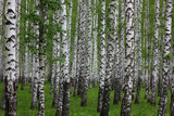 Fototapeta Natura - slender birches in the spring Park