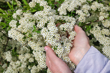 Wall Mural - an elderly woman gently hold in hand a first spring white flowers on forest bush.