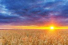 Dramatic Sunset Above The Wheat Field In European Countryside