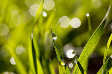 water drops on the green grass