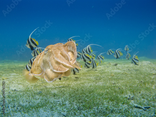 Cuttlefish Swimming Over The Sea Grass With A School Of Bannerfish