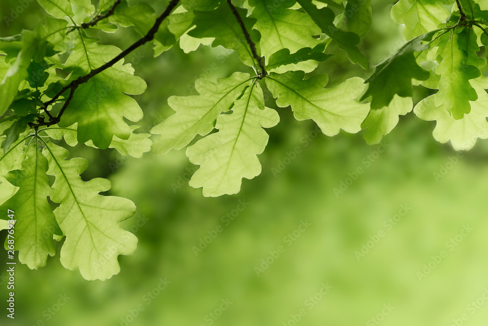 Green oak leaves background. Plant and botany nature texture - obrazy, fototapety, plakaty 