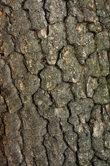 Wall Mural - the bark of an old oak