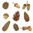 Collection of different images of acorns and cones. Vector illustration on white background.