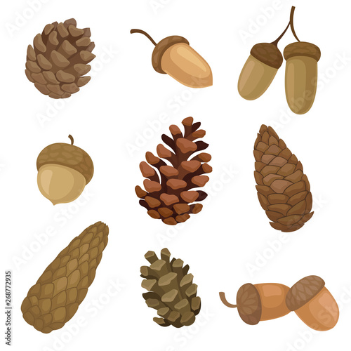 Fotografía Collection of different images of acorns and cones