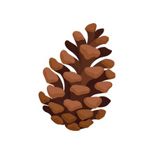 Open Fir Cone. Vector Illustration On White Background.