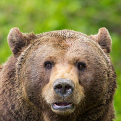 front view close-up brown bear (ursus arctos)