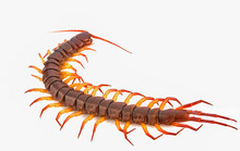 Giant Centipede Or Chilopoda Isolated On A White Background