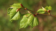 Linden trees. Young leaves
