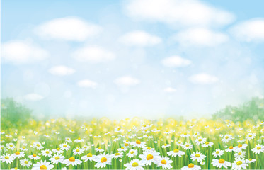 Wall Mural - vector nature background, blue sky, green grass and chamomiles field.