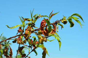 Wall Mural - Peach leaves with leaf curl (Taphrina deformans) disease. Branch of peach with defected leaves.