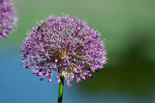 Blooming Violet Onion Plant In Garden. Flower Decorative Onion. Close-up Of Violet Onions Flowers On Summer Field.. Violet Allium Flower Allium Giganteum. Beautiful Blossoming Onions. Garlic Flowers