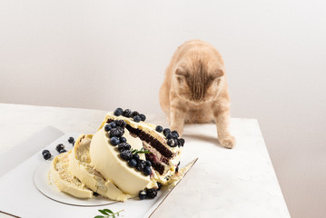 Naughty cat with broken cake. Punishment and regret. Bad luck. Cute scottish fold cat. Rogue