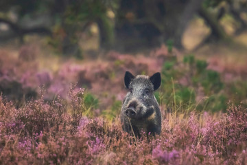 Wall Mural - Wild boar in blooming heather