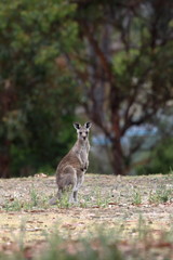 Poster - kangaroo