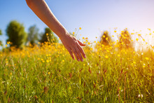 Young Woman Walking In Spring Field At Sunset Among Fresh Grass And Touching Yellow Flowers.