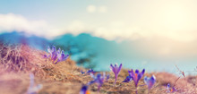 Mountains Landscape In Spring. Wonderful Sunny Day Over The Mountains Valley With Purple Flower Crocuses,