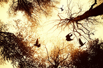 Wall Mural - ravens flying in forest with old scary trees at sunset