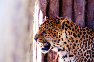 Portrait of a beautiful leopard. Big Cat.