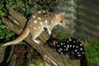 Quolls playing in an enclosure, Tasmania
