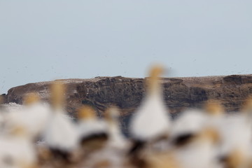 Poster - australasian gannet