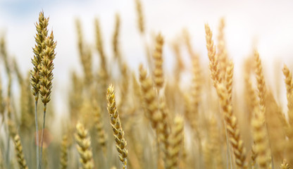 Wall Mural - Golden wheat ears close up. small depth of field.