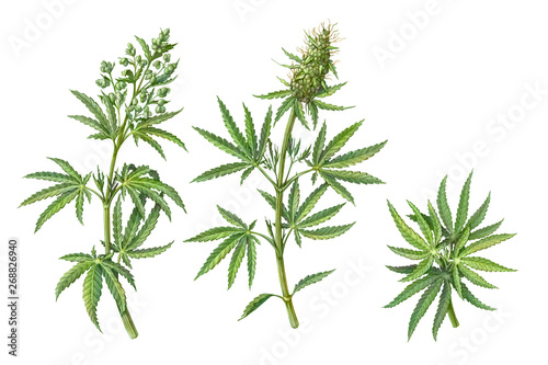 Cuadros en Lienzo Set of Male and Female Cannabis Plant Pencil Illustrations Isolated on White