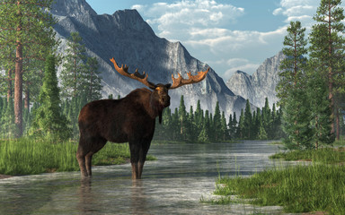 a bull moose stands in the ankle deep waters of a shallow, lazy river that winds its way through a f
