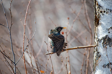 Starlings (lat. Sturnus) is a genus of songbirds from the starling family found throughout the Palearctic. Yakutia. Russia.