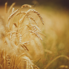 Wall Mural - Wheat field. full of ripe grains, golden ears of wheat or rye close up with drops of dew.