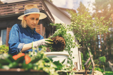 female gardener planting flowers in flowerpot at home garden