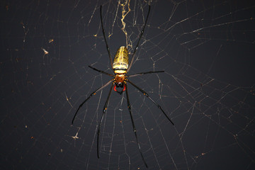 Spider on spider web with natural green background.Argiope bruennichi spider