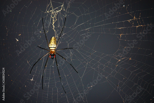 Fotografía Spider on spider web with natural green background