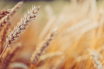 Wall Mural - wheat field. golden ears of wheat or rye. close up. under the influence of sunlight.