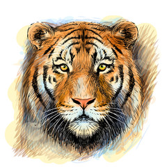 Wall Mural - sketchy, colorful, hand-drawn portrait of a tiger looking ahead on a white background.