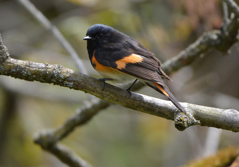 American Redstart Warbler male