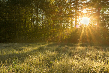 Sticker - landscape with sun and forest and meadow