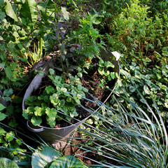 garden summer flowers in pots