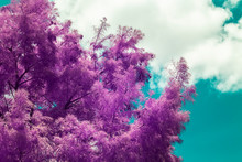 Tree And Sky Background, Infrared