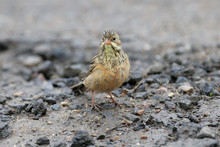 Male And Female An Ortolan Bunting Swimming In A Puddle On The Road And Drying Feathers. Funny Pictures Close Up