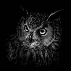 Wall Mural - long-eared owl. black and white graphic hand-drawn portrait of an owl on a black background