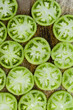© CWP, LLC/Stocksy - Sliced and salted green tomatoes background
