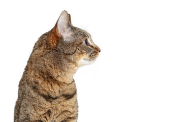 Wall Mural - Tabby Cat Profile Looking Side Isolated