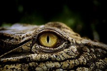 Close Up Of The Yellow Eye Crocodile. Amazing Animal Planet Ideas Concept And Free Space For Text.
