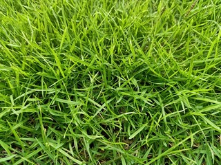 background of green grass